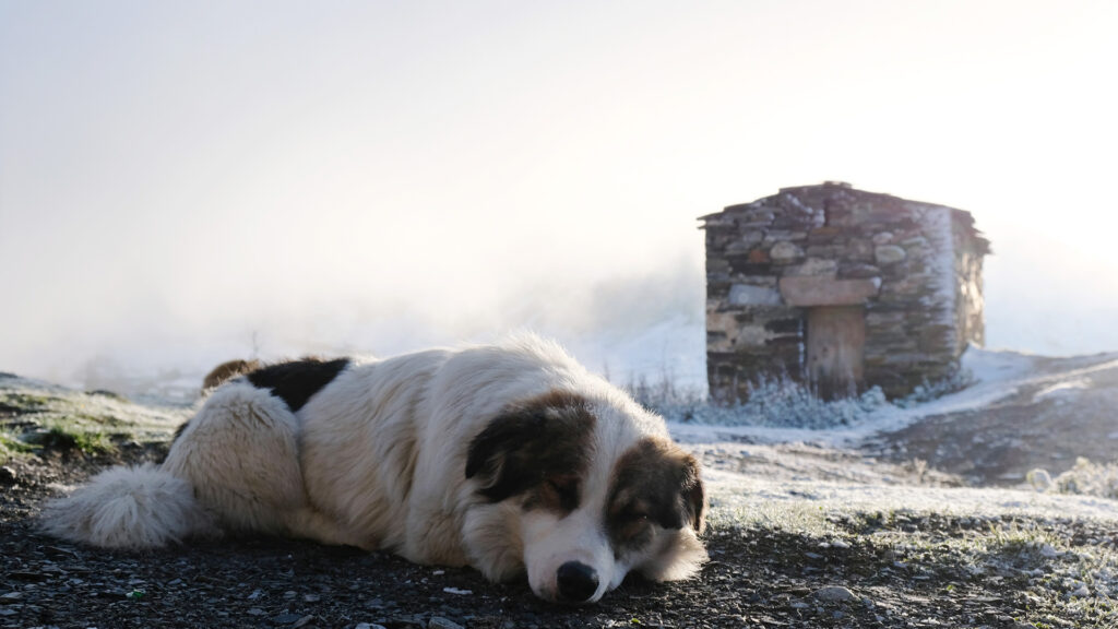 Georgia dog
