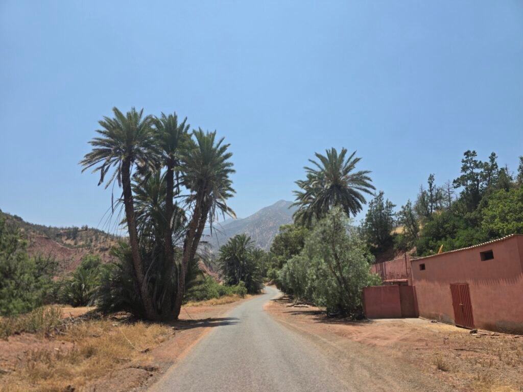 Palm trees with a mountain back drop